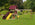 #237 Backyard Rush - Wooden