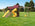 #337 Nesting Retreat - Poly